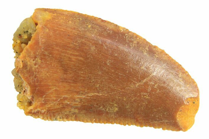 Bargain, Partial Raptor Tooth - Real Dinosaur Tooth #297749